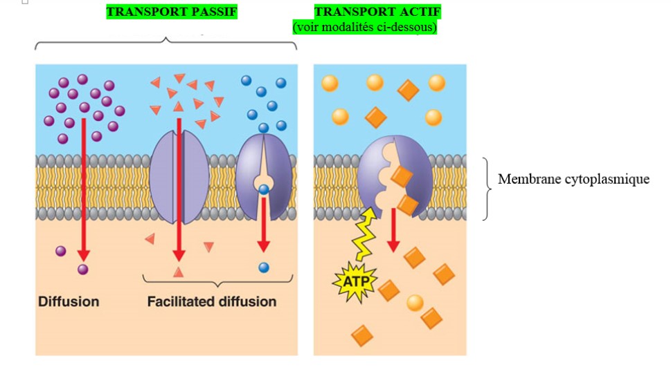membrane-transport-2.jpg