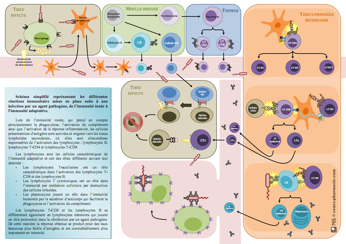 Schema bilan immuno.png